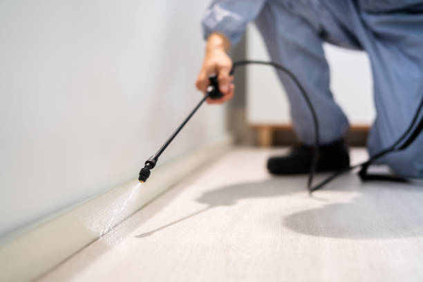 Licensed Wasp Removal service in Mamou, LA - Show Me Pest Control
